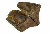 Ceratopsid Tooth - Montana #106878-1